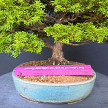 Lade das Bild in den Galerie-Viewer, Hinoki Scheinzypresse / Chamaecyparis obtusa
