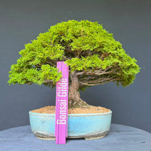 Lade das Bild in den Galerie-Viewer, Hinoki Scheinzypresse / Chamaecyparis obtusa
