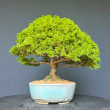 Lade das Bild in den Galerie-Viewer, Hinoki Scheinzypresse / Chamaecyparis obtusa
