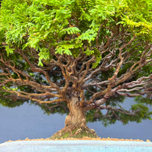 Lade das Bild in den Galerie-Viewer, Hinoki Scheinzypresse / Chamaecyparis obtusa
