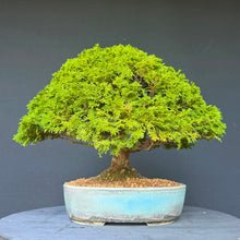 Lade das Bild in den Galerie-Viewer, Hinoki Scheinzypresse / Chamaecyparis obtusa
