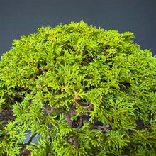 Lade das Bild in den Galerie-Viewer, Hinoki Scheinzypresse / Chamaecyparis obtusa
