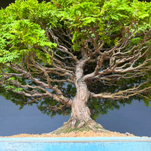 Lade das Bild in den Galerie-Viewer, Hinoki Scheinzypresse / Chamaecyparis obtusa
