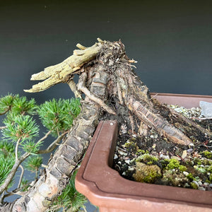 Yamadori Bergkiefer / Pinus mugo