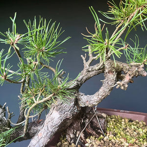 Yamadori Bergkiefer / Pinus mugo