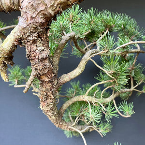 Yamadori Bergkiefer / Pinus mugo