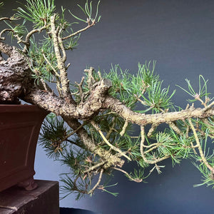 Yamadori Bergkiefer / Pinus mugo