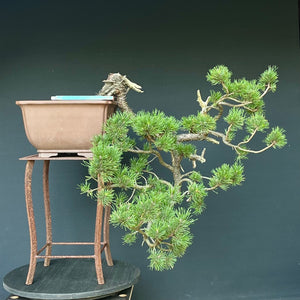 Yamadori Bergkiefer / Pinus mugo