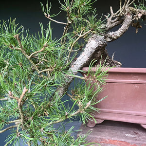 Yamadori Bergkiefer / Pinus mugo