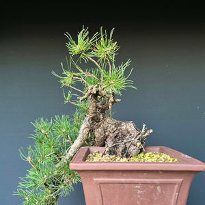 Yamadori Bergkiefer / Pinus mugo