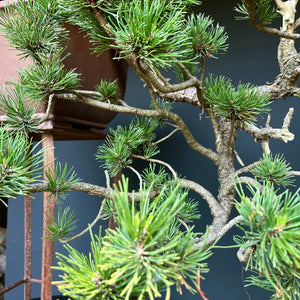 Yamadori Bergkiefer / Pinus mugo