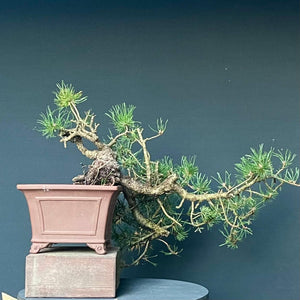 Yamadori Bergkiefer / Pinus mugo