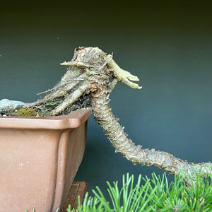 Yamadori Bergkiefer / Pinus mugo