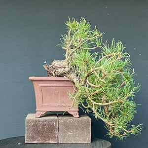 Yamadori Bergkiefer / Pinus mugo