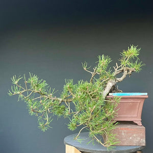 Yamadori Bergkiefer / Pinus mugo