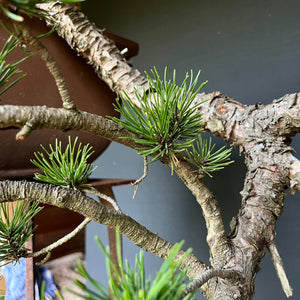 Yamadori Bergkiefer / Pinus mugo