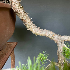 Yamadori Bergkiefer / Pinus mugo