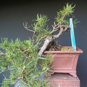 Yamadori Bergkiefer / Pinus mugo