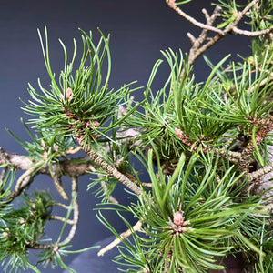 Yamadori Bergkiefer / Pinus mugo