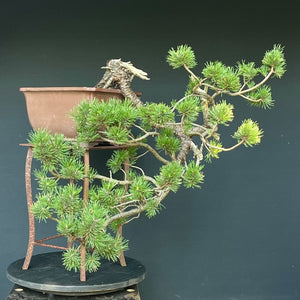 Yamadori Bergkiefer / Pinus mugo