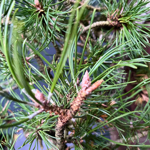 Yamadori Bergkiefer / Pinus mugo