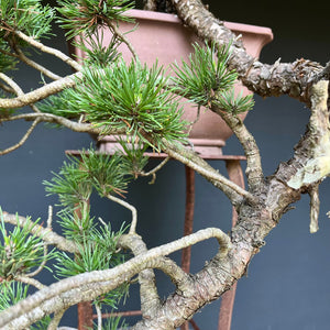 Yamadori Bergkiefer / Pinus mugo