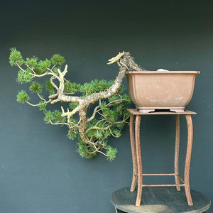 Yamadori Bergkiefer / Pinus mugo