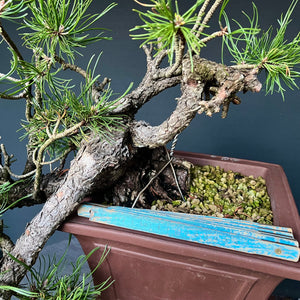 Yamadori Bergkiefer / Pinus mugo