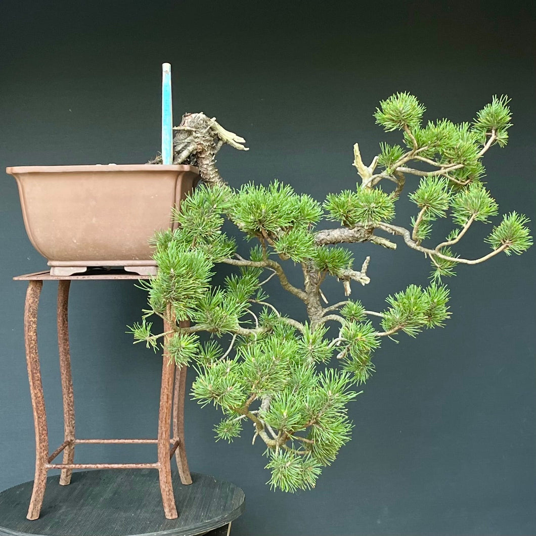 Yamadori Bergkiefer / Pinus mugo