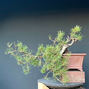 Yamadori Bergkiefer / Pinus mugo