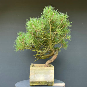 Yamadori Waldkiefer / Pinus sylvestris