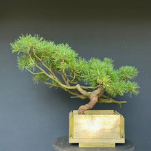 Lade das Bild in den Galerie-Viewer, Yamadori Waldkiefer / Pinus sylvestris
