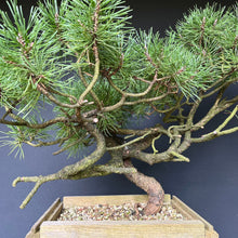 Lade das Bild in den Galerie-Viewer, Yamadori Waldkiefer / Pinus sylvestris
