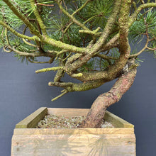 Lade das Bild in den Galerie-Viewer, Yamadori Waldkiefer / Pinus sylvestris
