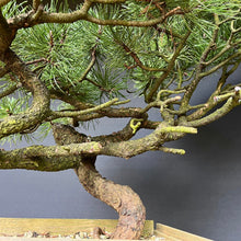 Lade das Bild in den Galerie-Viewer, Yamadori Waldkiefer / Pinus sylvestris
