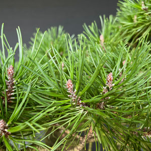 Yamadori Waldkiefer / Pinus sylvestris