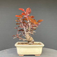 Lade das Bild in den Galerie-Viewer, Blutpflaume / Prunus cerasifera nigra
