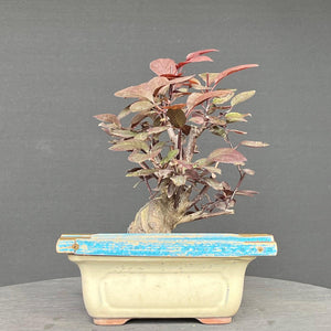 Blutpflaume / Prunus cerasifera nigra