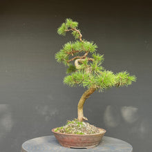 Lade das Bild in den Galerie-Viewer, Bonsai Bergkiefer / Pinus mugo
