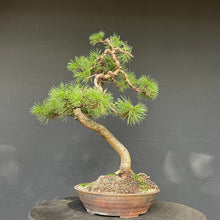 Lade das Bild in den Galerie-Viewer, Bonsai Bergkiefer / Pinus mugo
