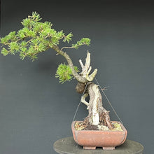 Lade das Bild in den Galerie-Viewer, Bonsai Bergkiefer / Pinus mugo
