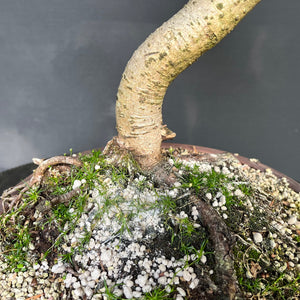 Bonsai Bergkiefer / Pinus mugo