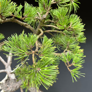 Bonsai Bergkiefer / Pinus mugo
