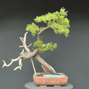 Bonsai Bergkiefer / Pinus mugo