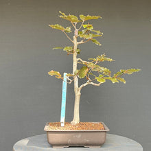 Lade das Bild in den Galerie-Viewer, Bonsai Blutbuche / Fagus sylvatica purpurea
