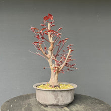 Lade das Bild in den Galerie-Viewer, Bonsai Blutpflaume / Prunus cerasifera nigra
