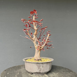 Bonsai Blutpflaume / Prunus cerasifera nigra