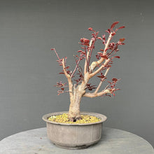 Lade das Bild in den Galerie-Viewer, Bonsai Blutpflaume / Prunus cerasifera nigra
