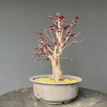 Lade das Bild in den Galerie-Viewer, Bonsai Blutpflaume / Prunus cerasifera nigra
