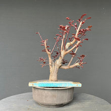 Lade das Bild in den Galerie-Viewer, Bonsai Blutpflaume / Prunus cerasifera nigra
